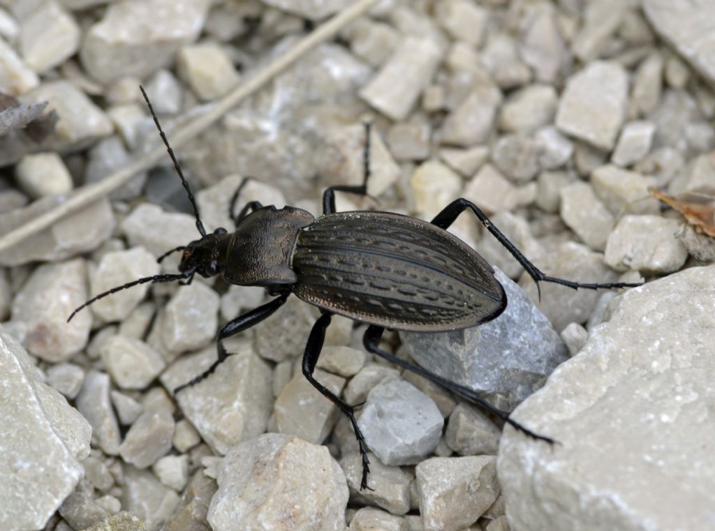 Carabus cancellatus?